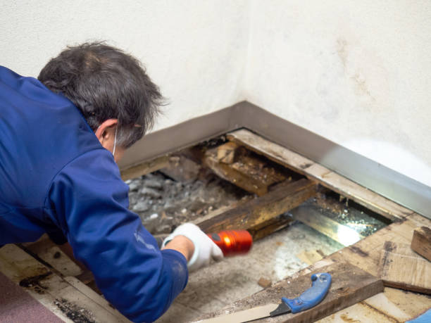 Best Insurance-Related Mold Remediation in Bellefontaine, OH