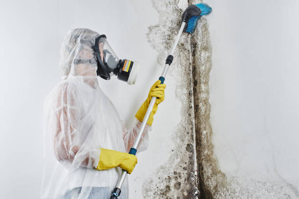Best Residential Mold Remediation in Bellefontaine, OH