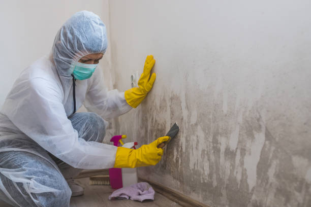 Trusted Bellefontaine, OH Mold Remediation Experts