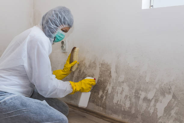 Best HVAC Mold Remediation in Bellefontaine, OH