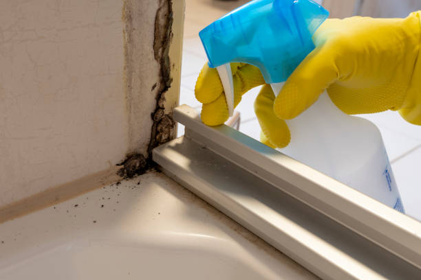 Best Post-Flood Mold Remediation in Bellefontaine, OH