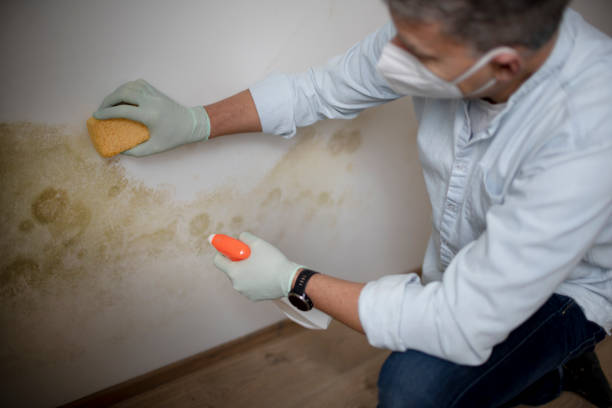 Best Kitchen Mold Remediation in Bellefontaine, OH