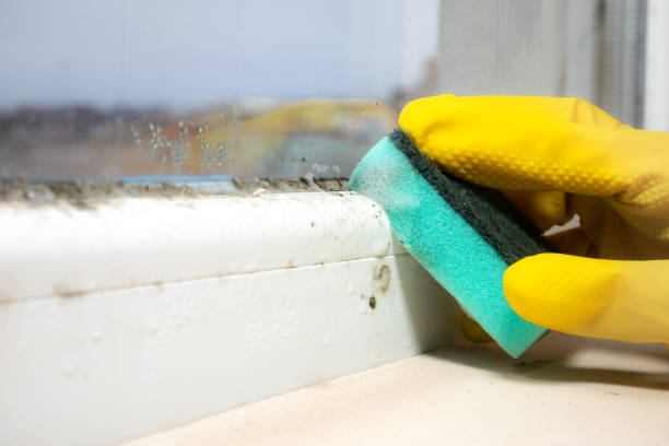 Best Mold Testing and Inspection Services in Bellefontaine, OH