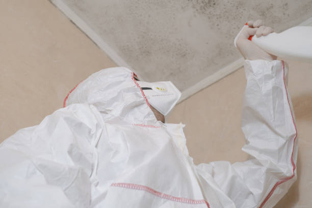 Best DIY Mold Remediation Support Services in Bellefontaine, OH