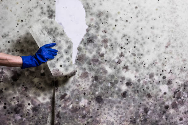 Reliable Bellefontaine, OH Mold Remediation Solutions